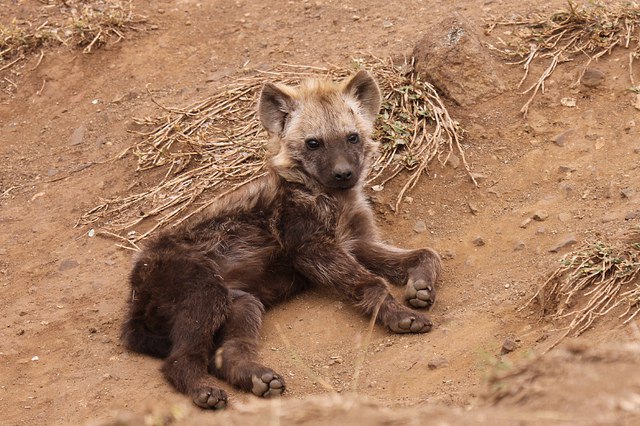 Look at this little thing