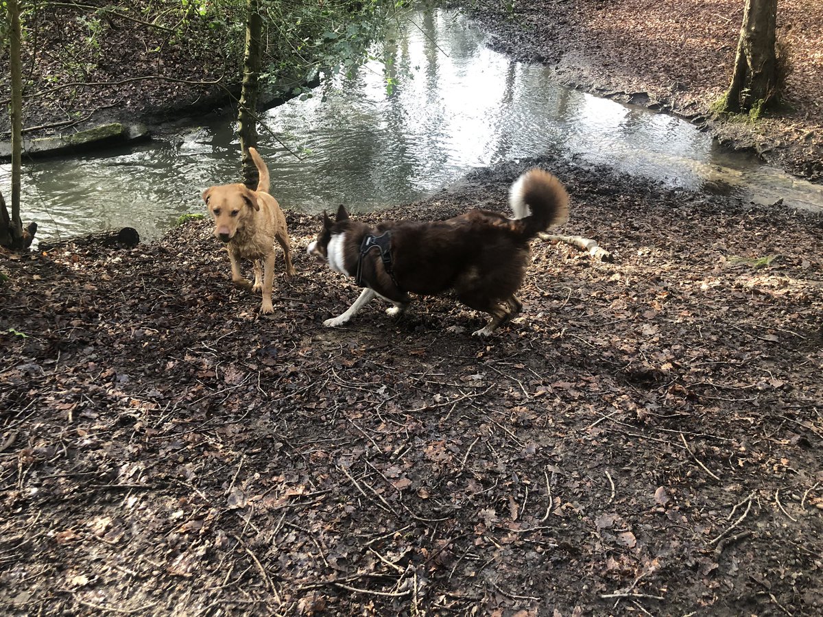 Valerie Dewhurst🎓📚🐕🦺🌻 tweet media