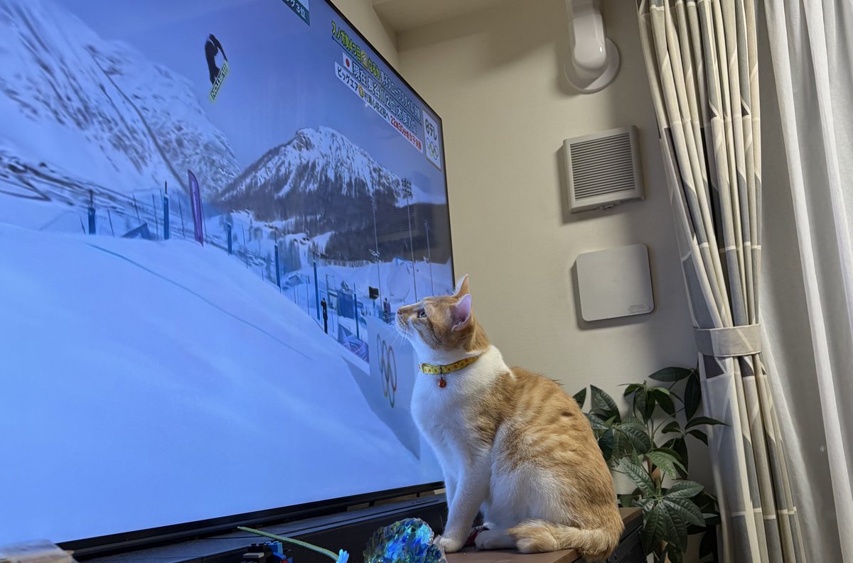 penta616hexus's tweet photo. ポッケくんはオリンピックのスノーボードの競技を観ているとすごいテレビに近付いてくる☃️🏂 https://t.co/rsFVh7X1cz