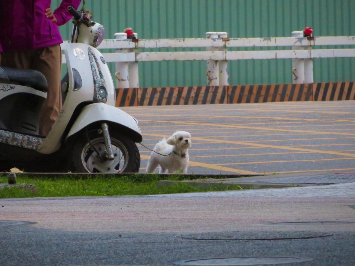 _S_Step_'s tweet image. Salah satu pocket kamera yang kupakai sampai sekarang!!

Canon Sx720HS
Bisa zoom sampai 40x

Kira-kira ada rekomenan camera pocket yang setara atau lebih advance dari canon ini ga ya? 🤔

Suka banget kamera ini karna bisa zoom 40x gituuu~