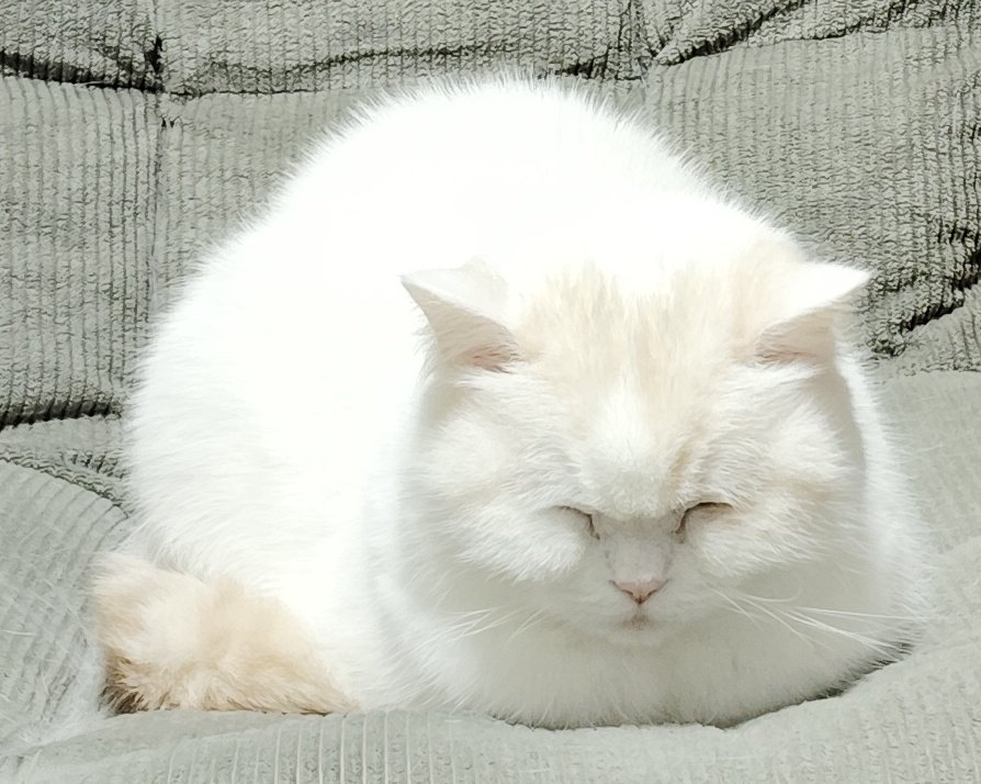 福ちゃん (@fukuchanwhite) on X