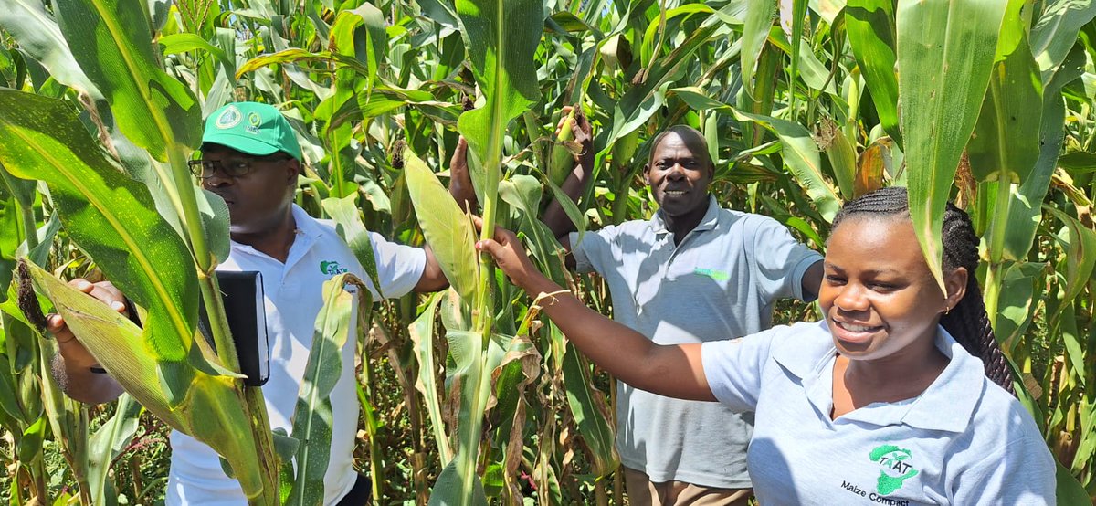Taat_Africa's tweet image. Last month, the #TAATMaize Compact, led by @aatfafrica , held a series of #FieldDays in 6 counties in western Kenya, including awareness on #KitchenGarden creation! 🌽✨

Field days are vital for: 
✅ Access to Innovation ✅ Hands-on Experience 
✅ Networking ✅ Sustainability &amp;amp;
