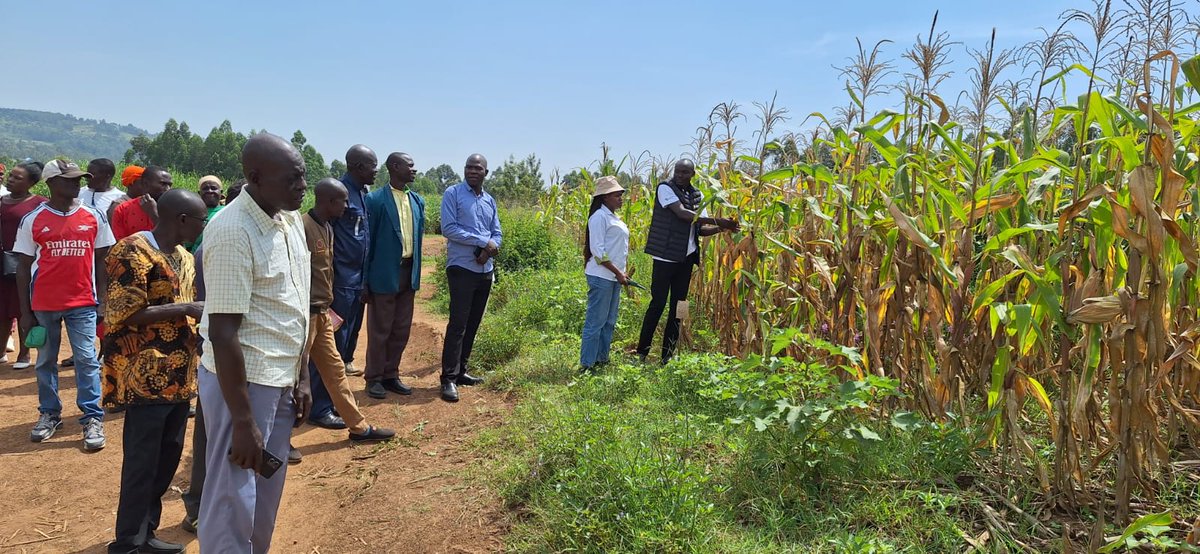 Taat_Africa's tweet image. Last month, the #TAATMaize Compact, led by @aatfafrica , held a series of #FieldDays in 6 counties in western Kenya, including awareness on #KitchenGarden creation! 🌽✨

Field days are vital for: 
✅ Access to Innovation ✅ Hands-on Experience 
✅ Networking ✅ Sustainability &amp;amp;