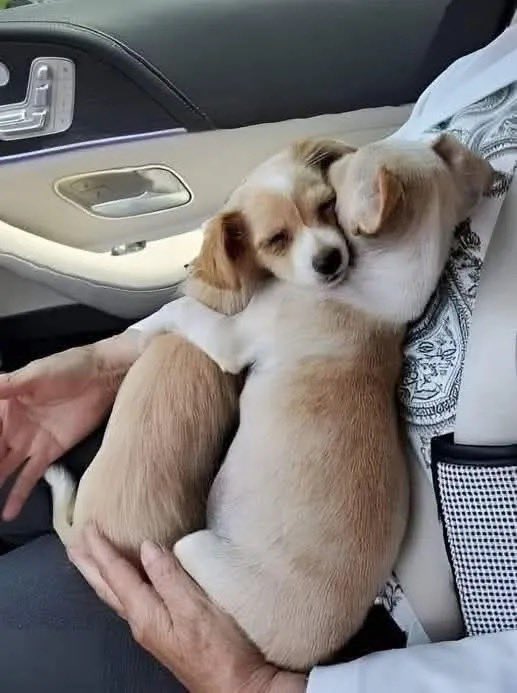 BambiniConverse's tweet photo. La settimana scorsa, io e mio marito siamo andati al rifugio per adottare un cucciolo. Abbiamo visto questi piccoli cuccioli salvati dai soccorritori; avevano perso la loro mamma in un incidente. 😥 Abbiamo scelto una femminuccia per l'adozione, ma abbiamo notato che nessuno dei due voleva essere separato dall'altro. I loro occhi tristi sembravano aver capito che sarebbero stati separati. Dopo aver visto questo, abbiamo deciso di adottarli entrambi. Questa foto è stata scattata mentre tornavamo a casa, dopo l'adozione. ❤️

Guardando questa immagine, penso che abbiamo fatto la scelta giusta.

Credit : Sylvia Ramos, California