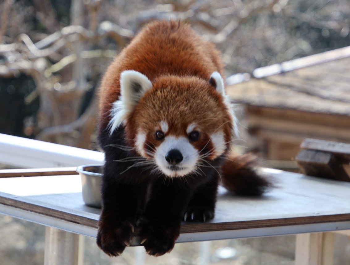 よしみん (@mg7rf_wym) / Posts / X