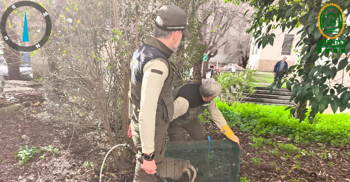 Agentes Medioambientales y celador forestal acudieron al Hospital Clínico San Cecilio (Granada) por un tejón en el aparcamiento. Fue capturado con seguridad y trasladado para su suelta en el medio natural.

Ante fauna silvestre en zona urbana, avisa a las autoridades.
#AAMM