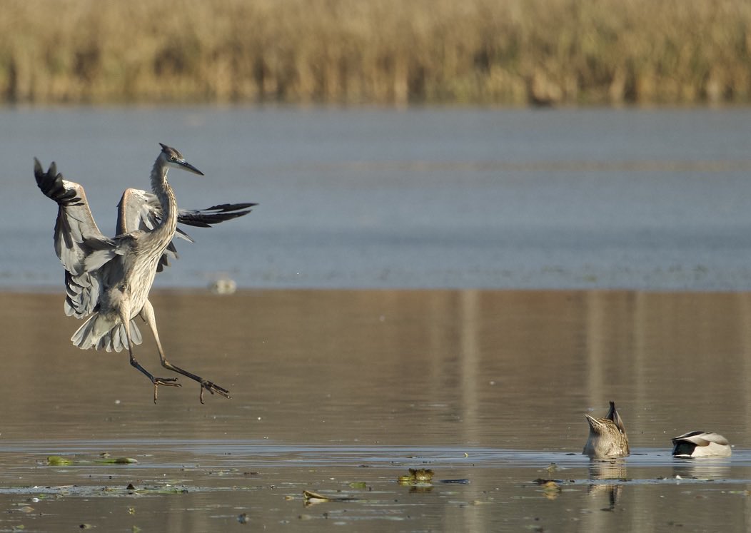RoppityPhotos's tweet image. Ducks.  Ducking.  #BlueHeron #Ducks #Ducking #Wildlife #WildlifePhotography #Birds #Fowl #Incoming