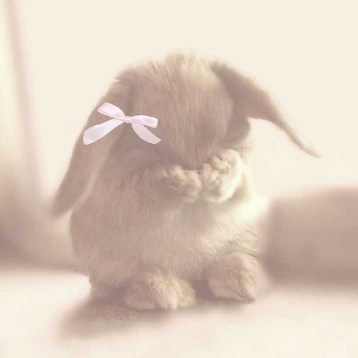 🐰 𝑇𝑜𝑘𝑘𝑖 키스 💋💋 (@_bunnykisses) on Twitter photo 