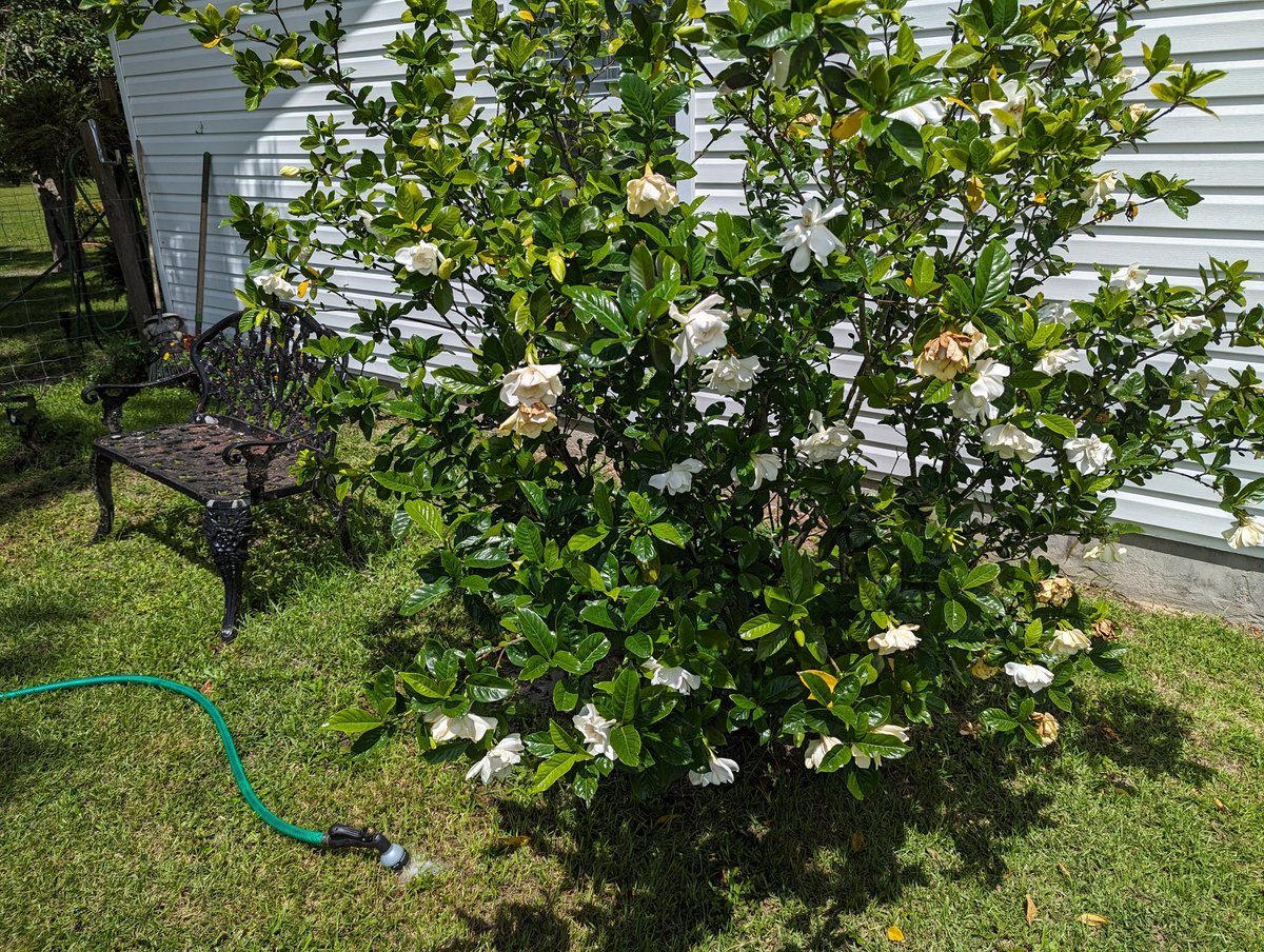 Gardenia. Sweetest smelling flowering shrub