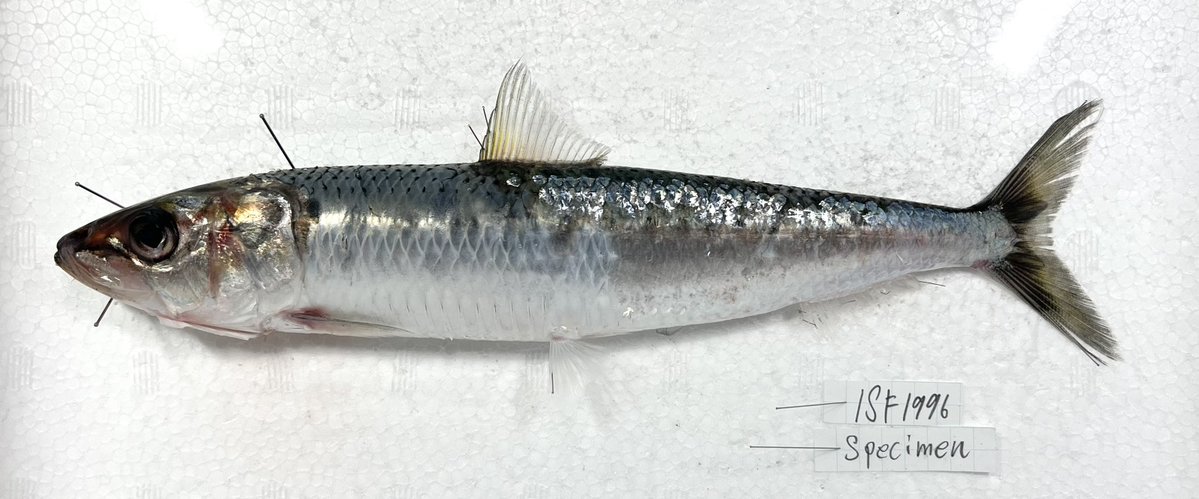 動脈。'26💜🍬🗼 (@scienceheart0) / Posts / X