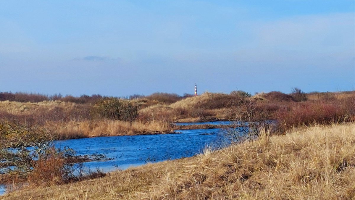 HettieZurMuhlen's tweet photo. 😎 werk-woonverkeer: Door de duinen terug naar huis fietsen en nog even omkijken 🚴‍♀️🌞 #vuurtoren #Ameland #koudeWind #warmeZon #mooieluchten https://t.co/F57FgLGDnt