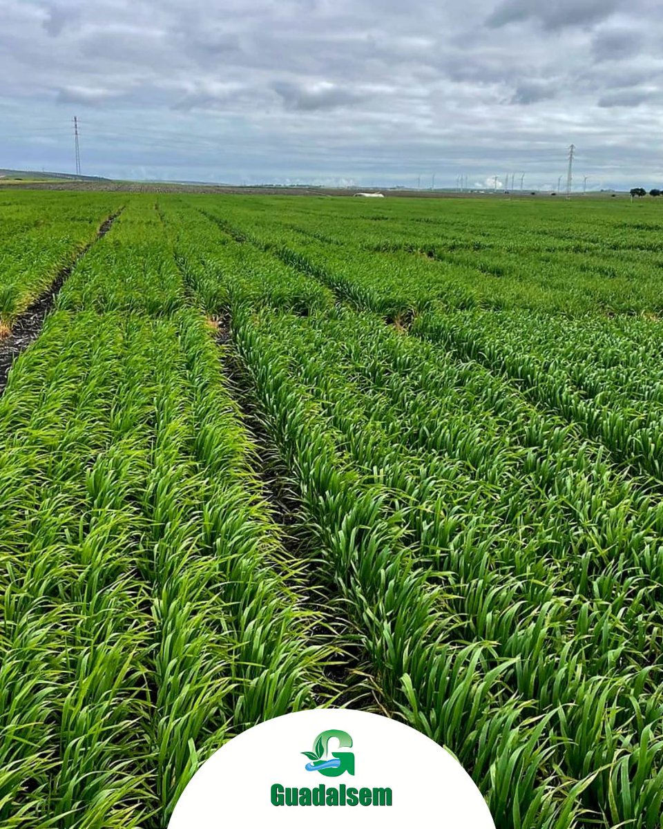 Guadalsem tweet media