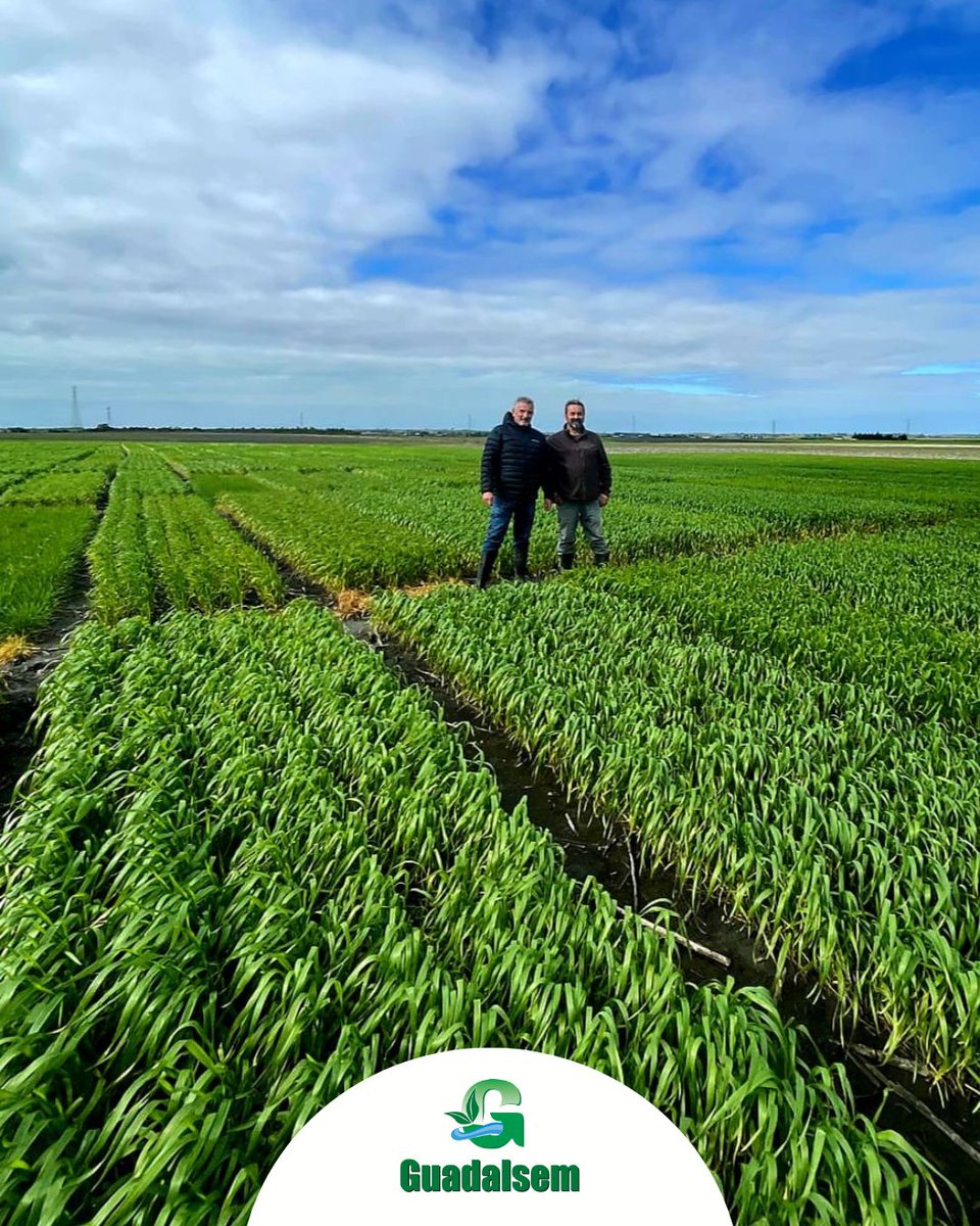 Guadalsem tweet media