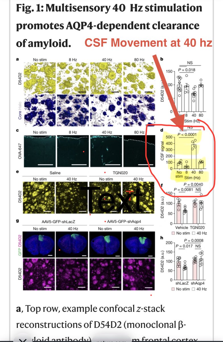 doc4care's tweet photo. 🔔Light / sound pulsing at 40hz clears amyloid via CSF (glymphatics).
8 and 80 hz do not.
Periodic stimulation worked in mice. Does not have to be continuous.
🔔clear Alzheimers waste/garbage in brain via sound and light.
@RenegadeRes @agingdoc1 @SterlingCooley @TakeWeightOffMD