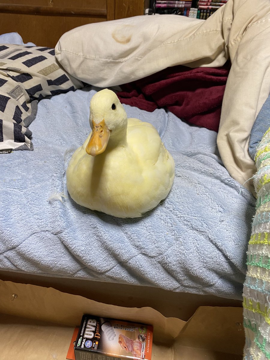 zuikaku1218's tweet image. お風呂から戻ったらもちもちしてるあひる。