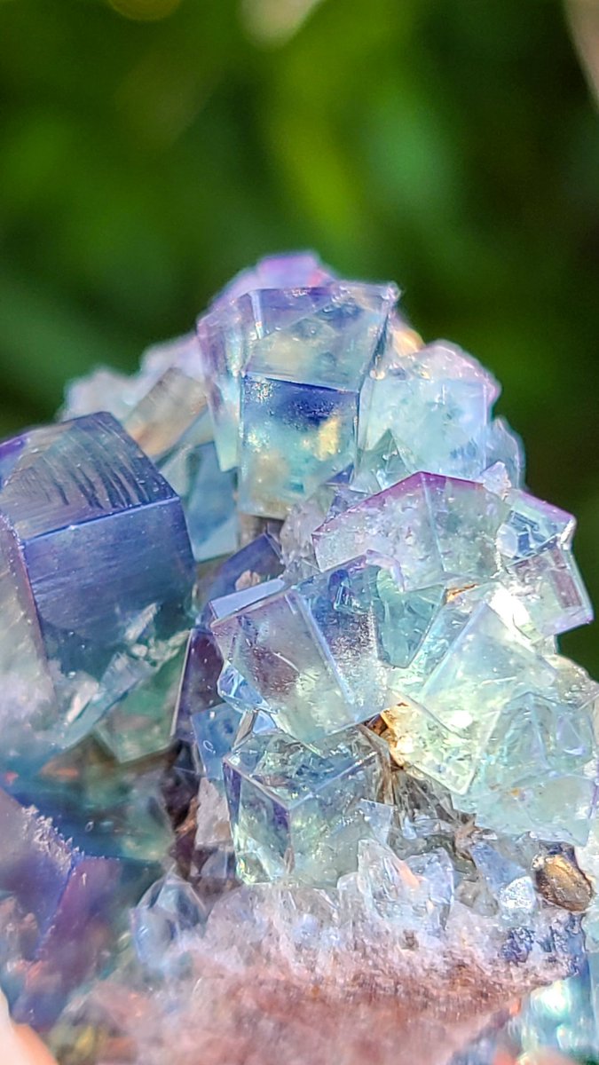 kazariya_aki2's tweet photo. うっすら紫陽花個体
動画と同一個体、直射日光☀のすがた

奥の方の結晶と、手前のエッジがふんわり紫です✨️
Tiny Twins Pocket, Diana Maria Mine,UK🇬🇧

動画をご覧頂いた皆様、誠に有難う御座います🙏
UVライトだと真っ青に！
驚きの変化を観察しにお越しください🔦
#浅草橋ミネラルマルシェ https://t.co/mFmI0rSLsV
