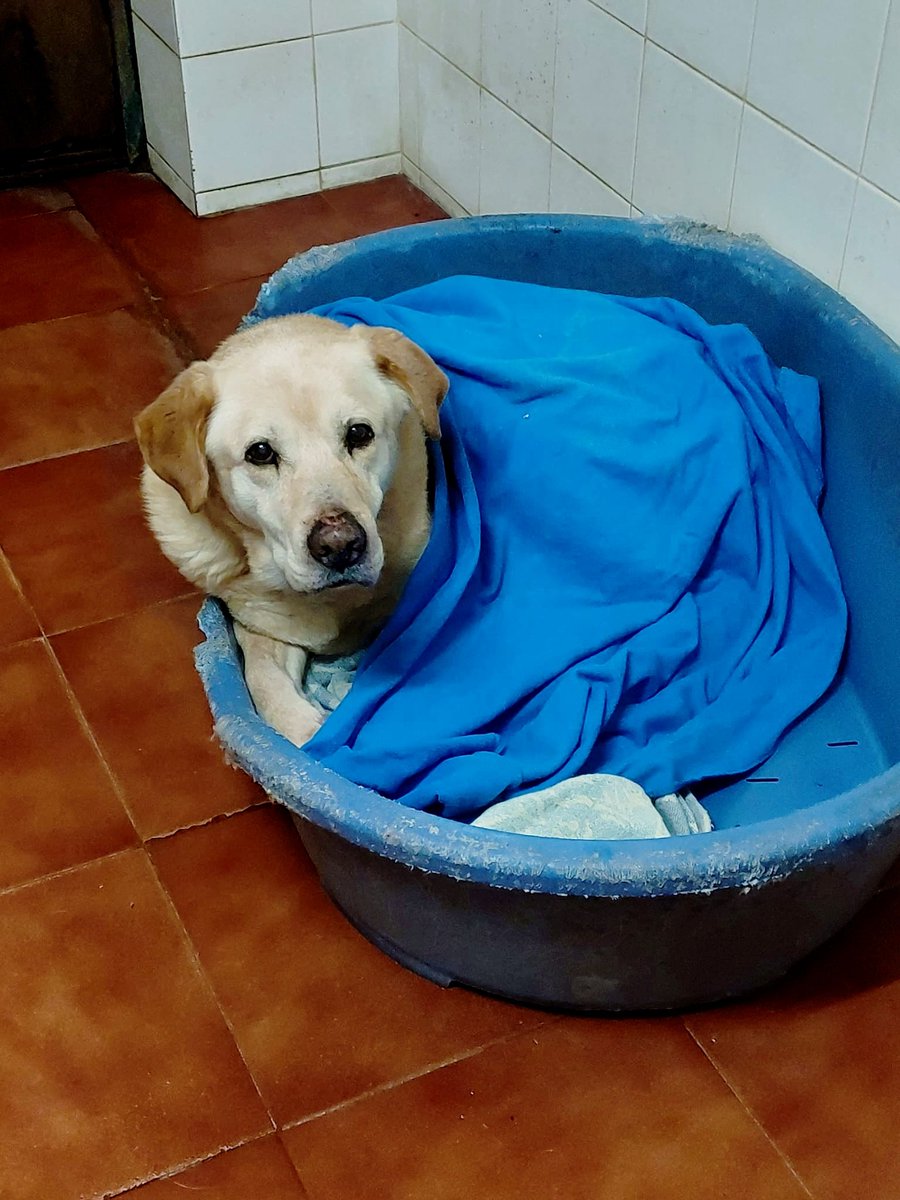 #MÁLAGA
Al abuelito #MARLEY lo abandonaron... como solo los cobardes saben hacerlo. 
No podéis imaginar el dolor en su mirada decepcionada antes de volver a encerrarse en su concha a esperar que volviesen a por él. 
¿Cómo le explicas que eso ya no sucederá? Que su vida ahora es