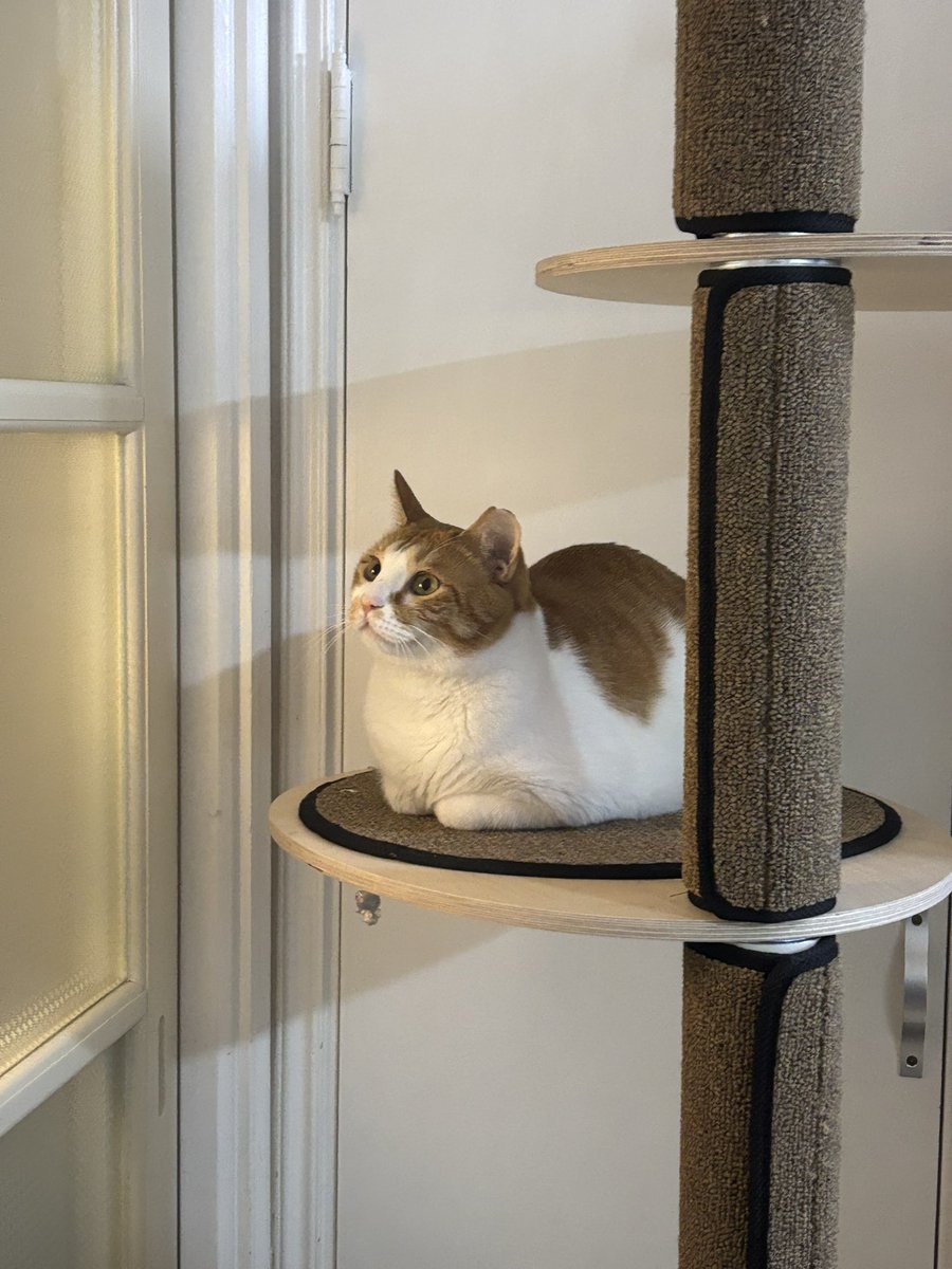 머랭! (@meringuecat) on Twitter photo 