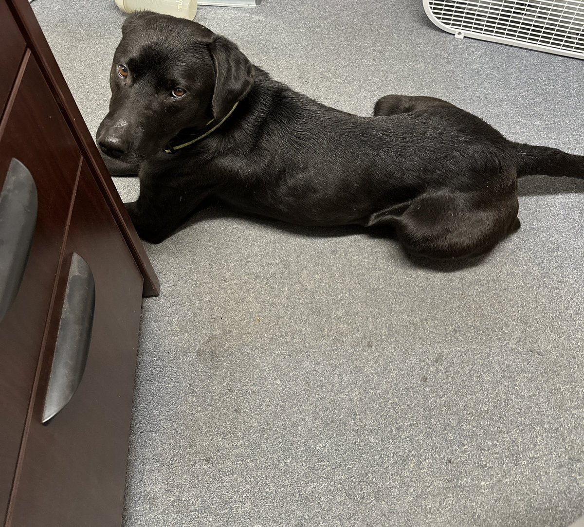 1codypete's tweet photo. @senatorshoshana Go roam around a college campus at the end of the Spring semester. You can rescue an abandon one right off the street. https://t.co/JLG6ytZCpv
