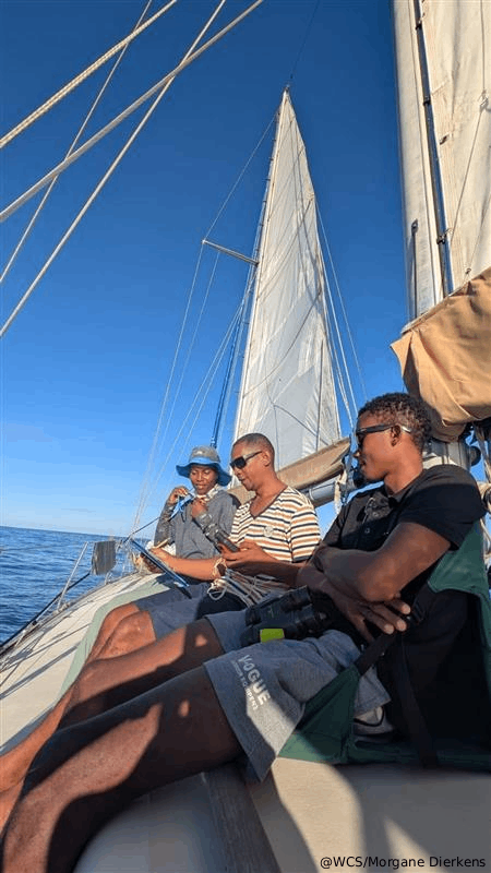 WCS Madagascar tweet media