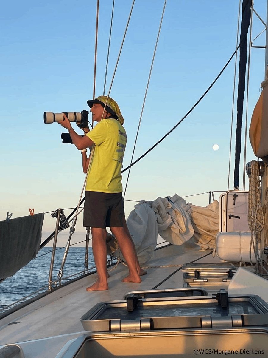 WCS Madagascar tweet media