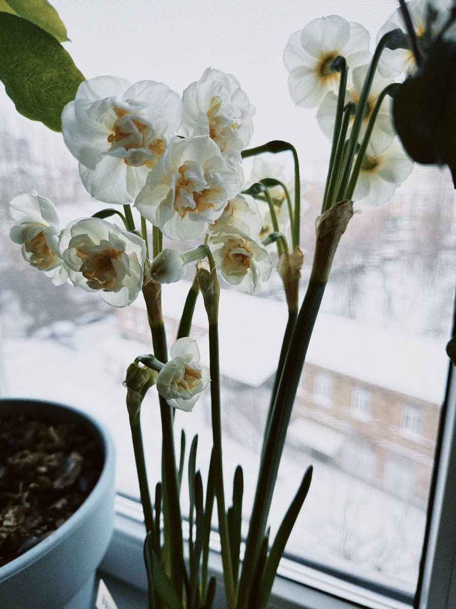 Глянеш на підвіконня- і жити хочеться.

<a href="/dashadasha9590/">Даша з Херсона з трьома псами і з Данєю</a>