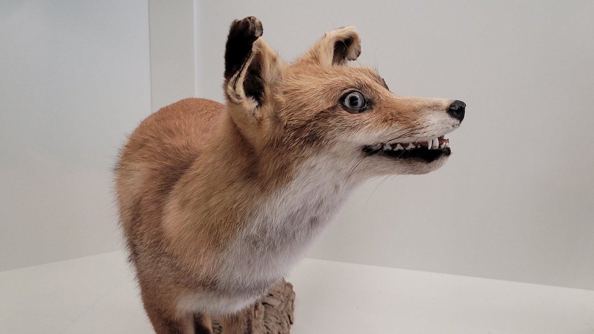frankdeboosere's tweet photo. Een dagje bosmuseum Gerhagen. 
#aanrader https://t.co/KDrRSIM6Z3