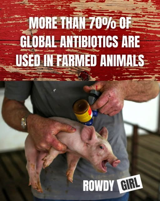 We're turning back the clock on infection treatment. Is that what y’all want?🤷‍♀️
A world where your kids go to the hospital for a scratch that got infected and the doctors can’t do a damn thing?
🐮📕Did y'all know the Rowdy Girl book is now in pre-order?
➡️bit.ly/46cmq9e