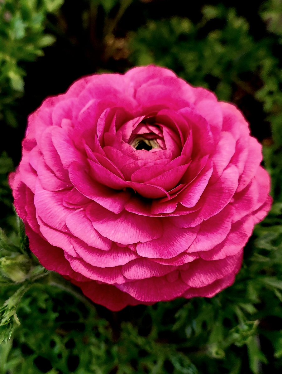 Flowers Community on X - 139.5K Members