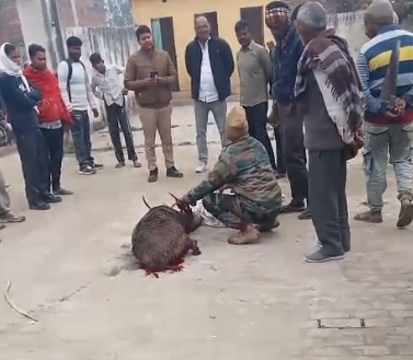 bstvlive's tweet photo. बिजनौर: बारासिंघा पर कुत्तों का हमला, घायल
➡बारासिंघा प्राथमिक विद्यालय में घुसा
➡सूचना पर पहुंची वन विभाग की टीम
➡टीम बारासिंघा को साथ लेकर गई
➡चांदपुर के मुजफ्फरपुर खादर स्कूल का मामला
#Bijnor #WildlifeIncident #DeerAttack @UpforestUp https://t.co/lQOcThQ0un