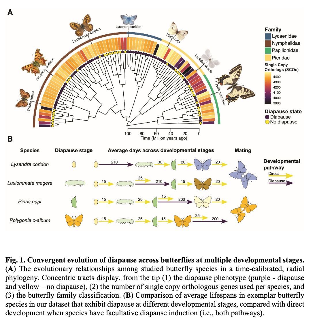 @EcoEvoRxiv tweet media