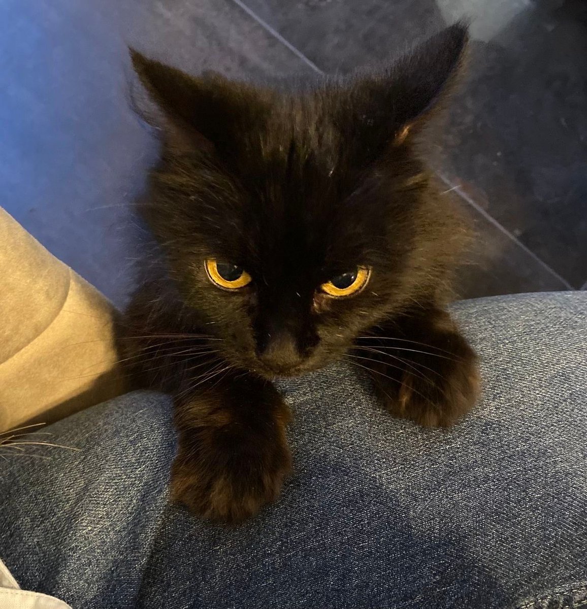 Black cats are not bad luck (@visualscat) on Twitter photo 