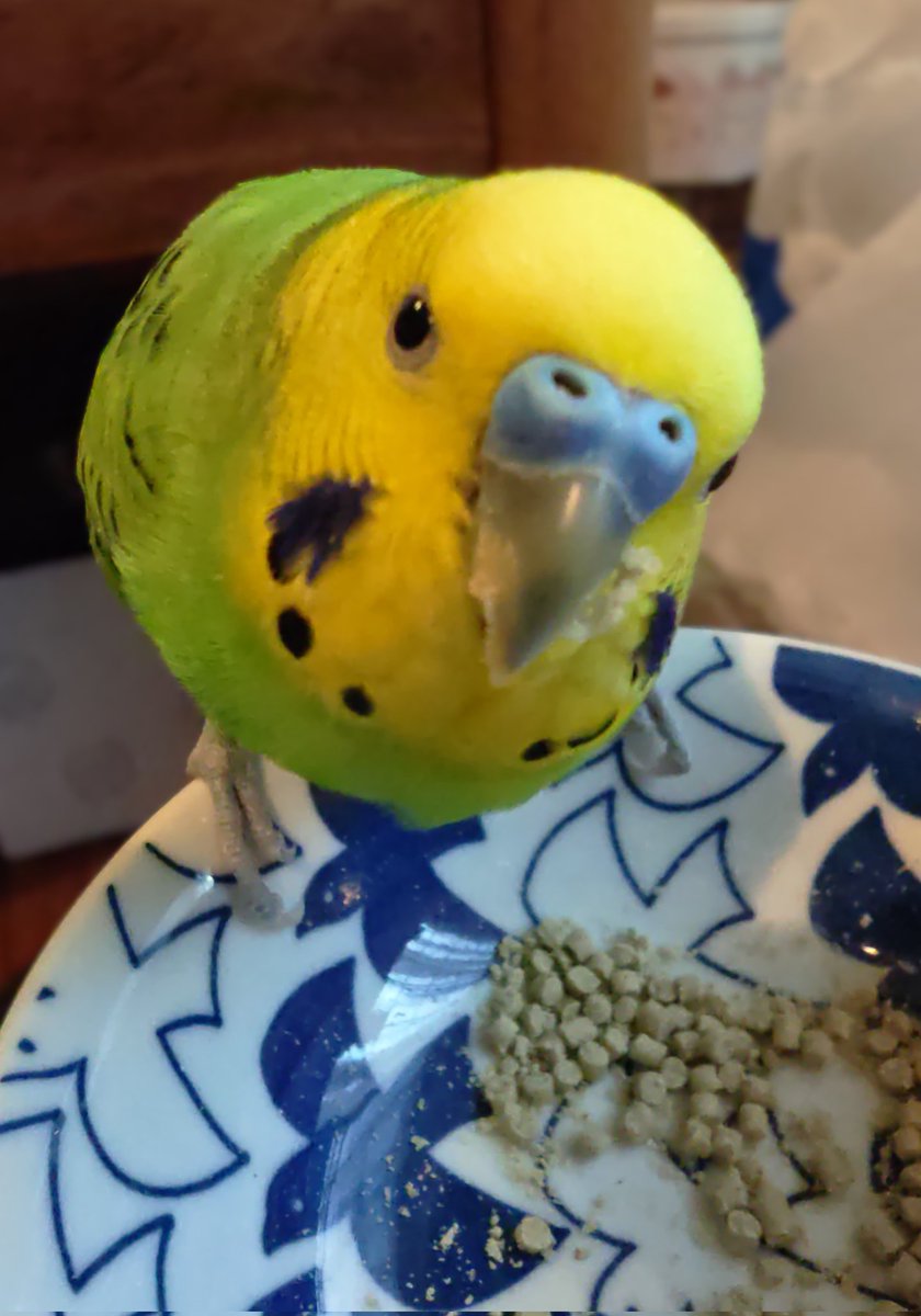 もぐもぐもぐもぐ🐥
#セキセイインコ