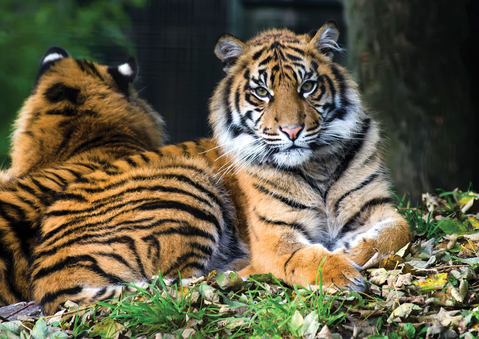 The Light Magazine tweet media