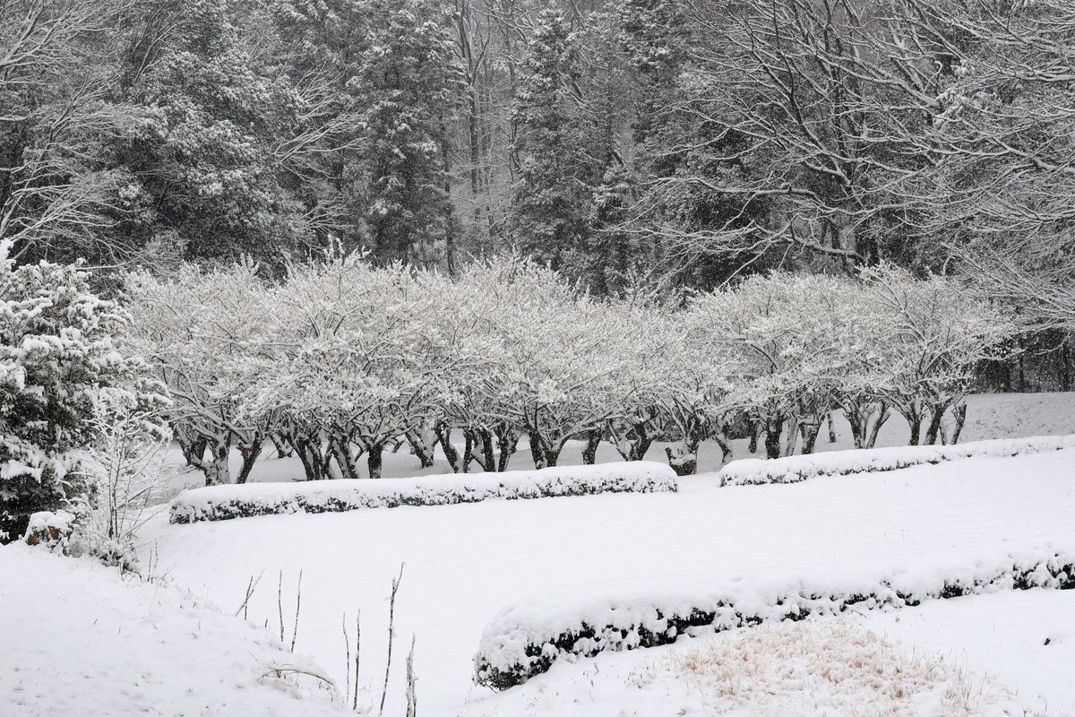 きれいな景色がここにある
どこまでも いつまでも
#あの日あの時所沢

#白梅 #雪景色
#トトロの森 付近
左 2026.2.7撮影
右 2026.2.8撮影