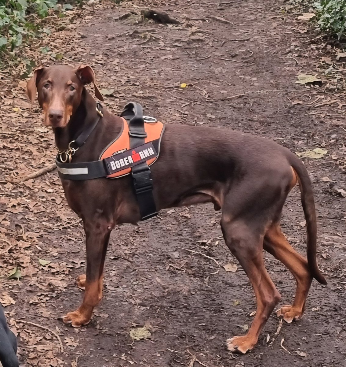 IronZone's tweet photo. 13 today and still on the lookout for pesky squirrels 😀 https://t.co/djAaqp5QJO