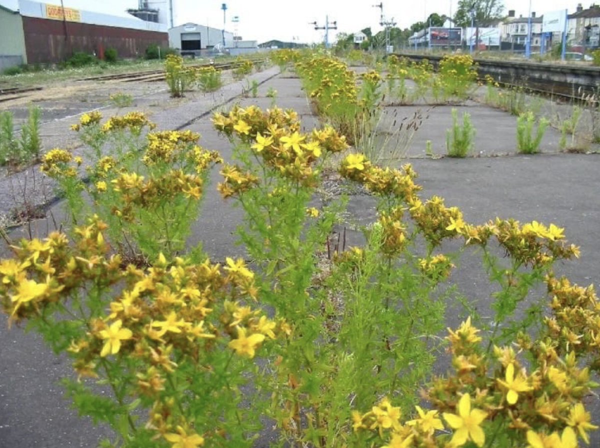 DarkMountainProject tweet media