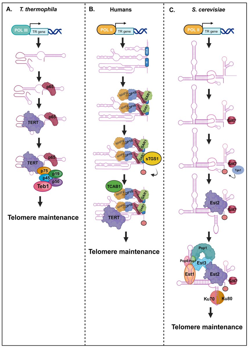 Non-Coding RNA tweet media