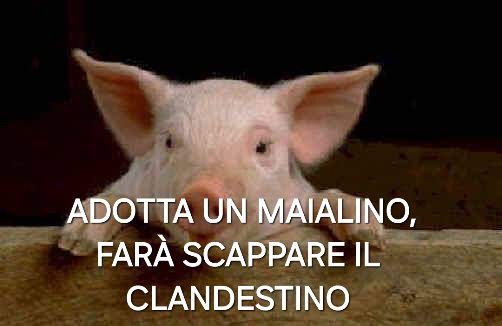 ADA79991318's tweet photo. @anubi77787292 #BUON #RAMADAN 🐷🐷🐷
#RE #CARLO #MAUMETTO🐷🐷🐷🐷
#IMBRIACO #DALLA #MATTINA #ALLA #SERA 🤪🤪🥓🥓🥓🥓🥓🍖🍖🍖🥓🥓🥓
#MASSIMA #CONDIVISIONE 🐷🐷🐷🐷🐷🐷🐷🐷🤣😂🤣 https://t.co/9nEp66WlnH