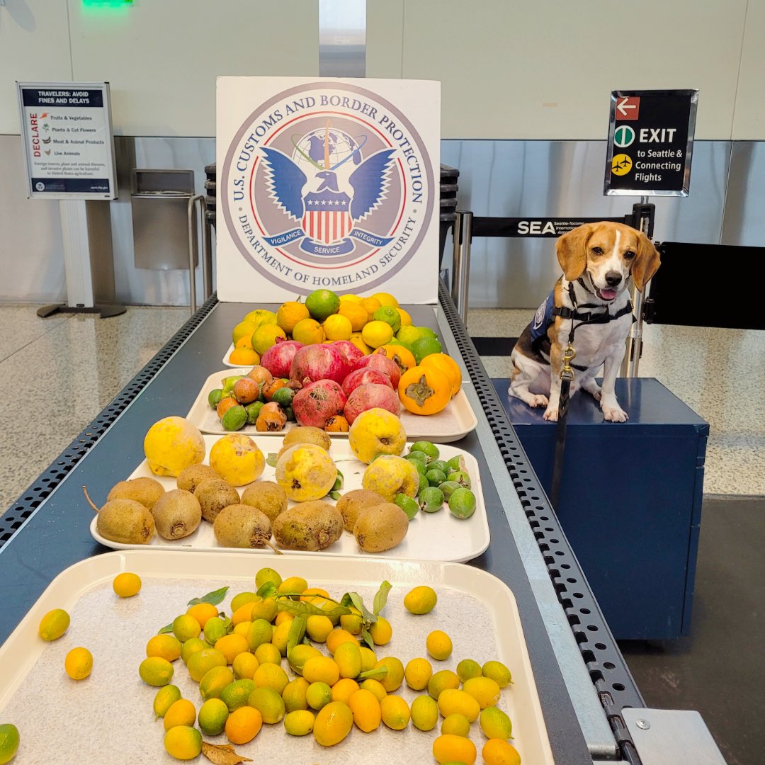 DFO Seattle Field Office tweet media