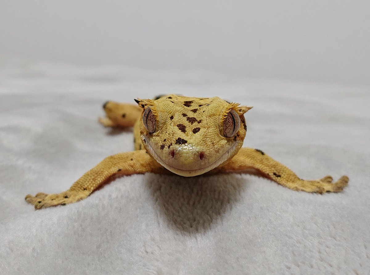 アビリティ tweet media