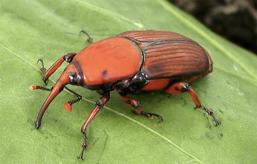 Tiatucura tweet media