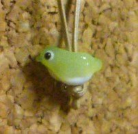 西荻窪　アートな雑貨店ニヒル牛さん　No.45展示室（西荻水族館）ガラスのペンダント　ウグイスとメジロ　納品しました。＃西荻　＃西荻窪　＃ニヒル牛　＃西荻水族館