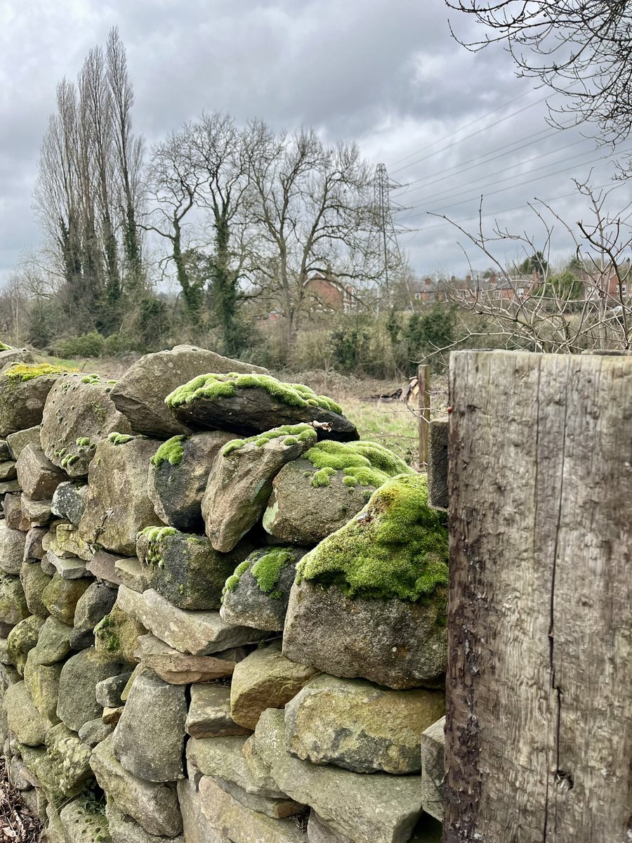 FloralRainbowAW's tweet photo. Threatening sky and a mossy wall on our #MiddayWalk #WallsOnWednesday https://t.co/EhuvmgiJRl