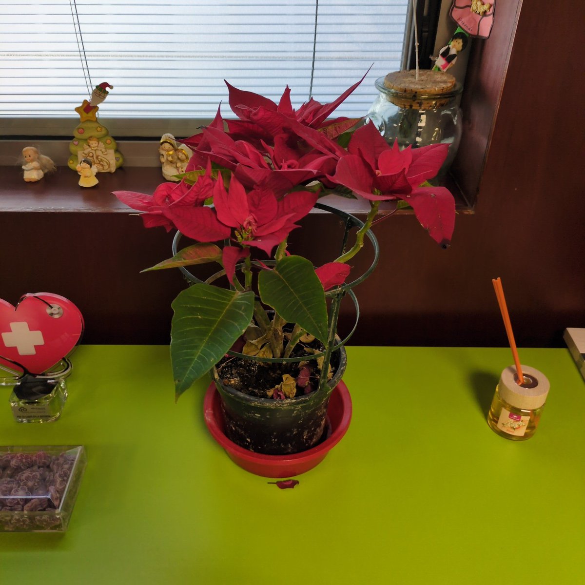 MElenaEsteban's tweet photo. Todo un récord, ya estamos a 18 de febrero y la flor de Pascua sigue viva 🤩 https://t.co/54JEsxenp7
