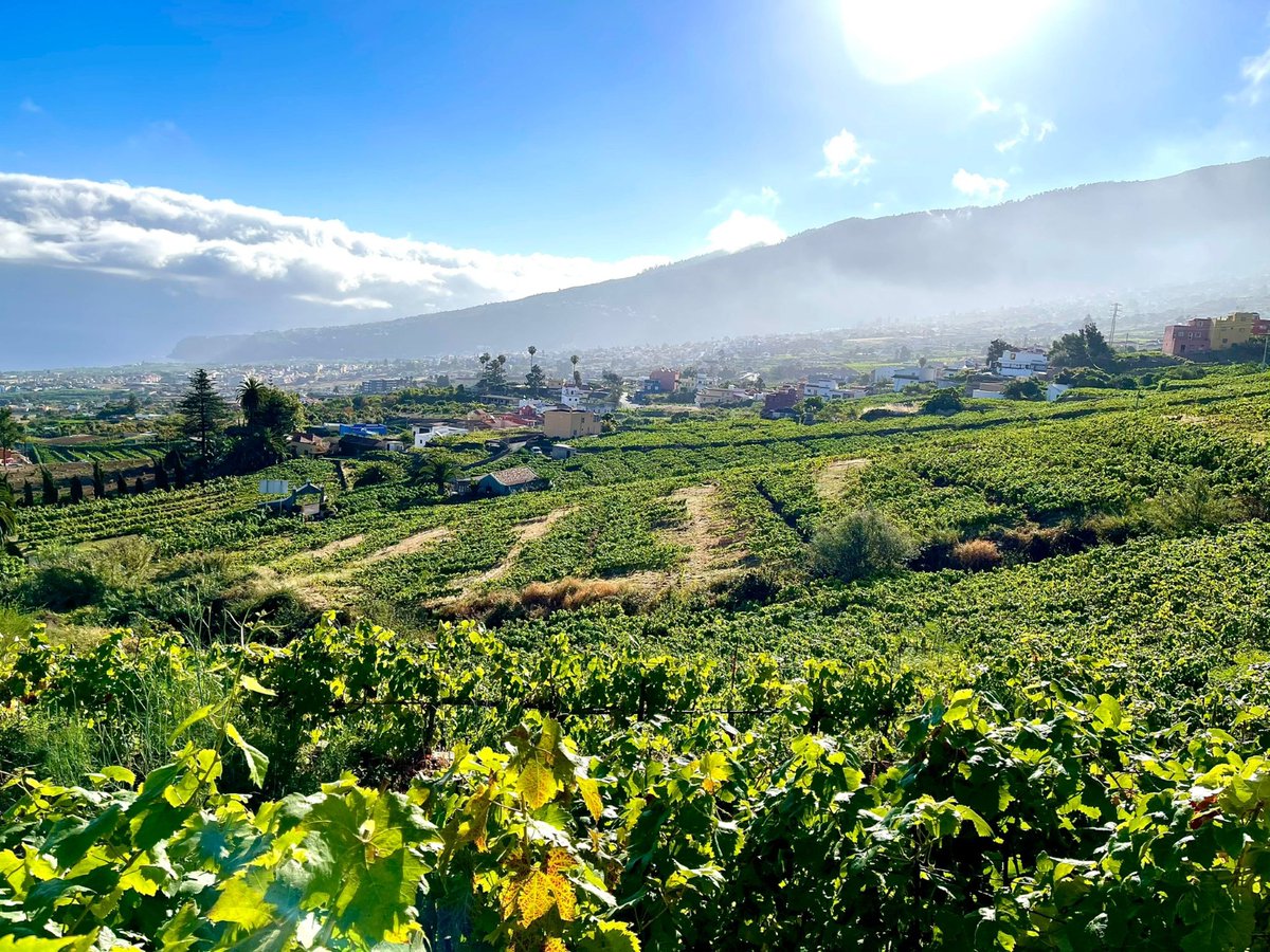 Canarias, laboratorio vivo de la vid: biodiversidad única ante el nuevo susto de la filoxera
canariasgourmet.es/canarias-labor…
#PieFranco #VinoCanario #CanaryWine #ViticulturaCanaria  #Biodiversidad #VariedadesAutoctonas #PatrimonioViticola #VinosVolcanicos #VinoVolcanico #CanariasGourmet