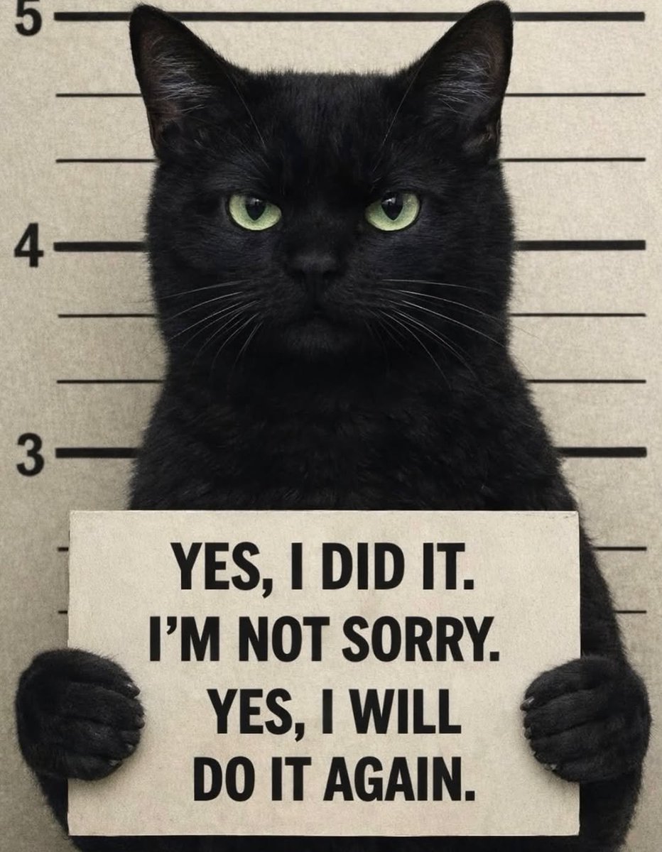 We don't deserve cats 😺 (@catsareblessing) on Twitter photo 