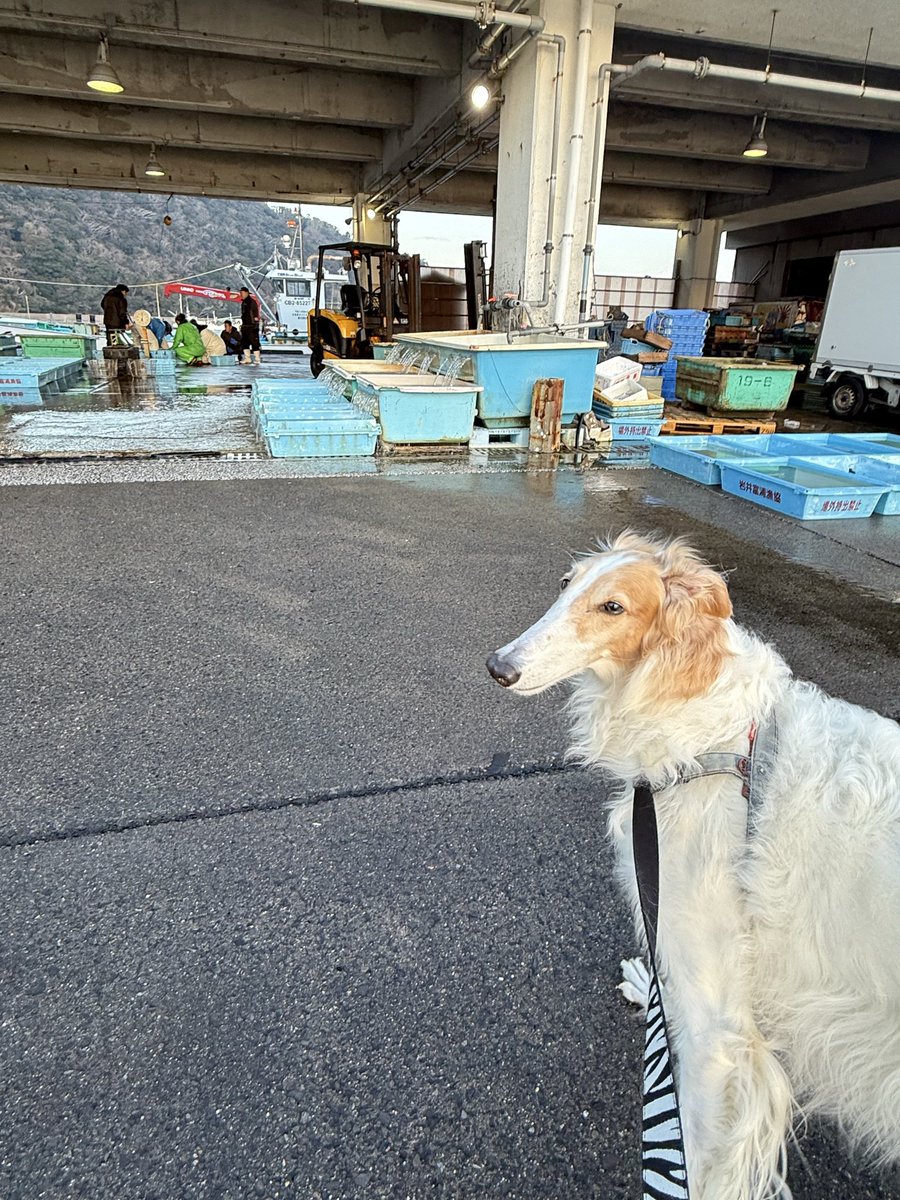 #borzoi #longdog #dog #ボルゾイ #大型犬
