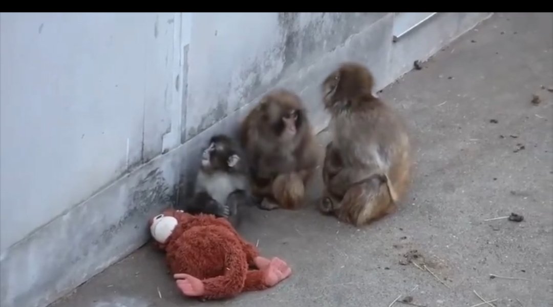 volga12094133's tweet image. Малыш Панч завел уже двоих друзей🐒🐒, но не предал свою игрушку. 
Лучшее за сегодня. 🥺🥺🥺