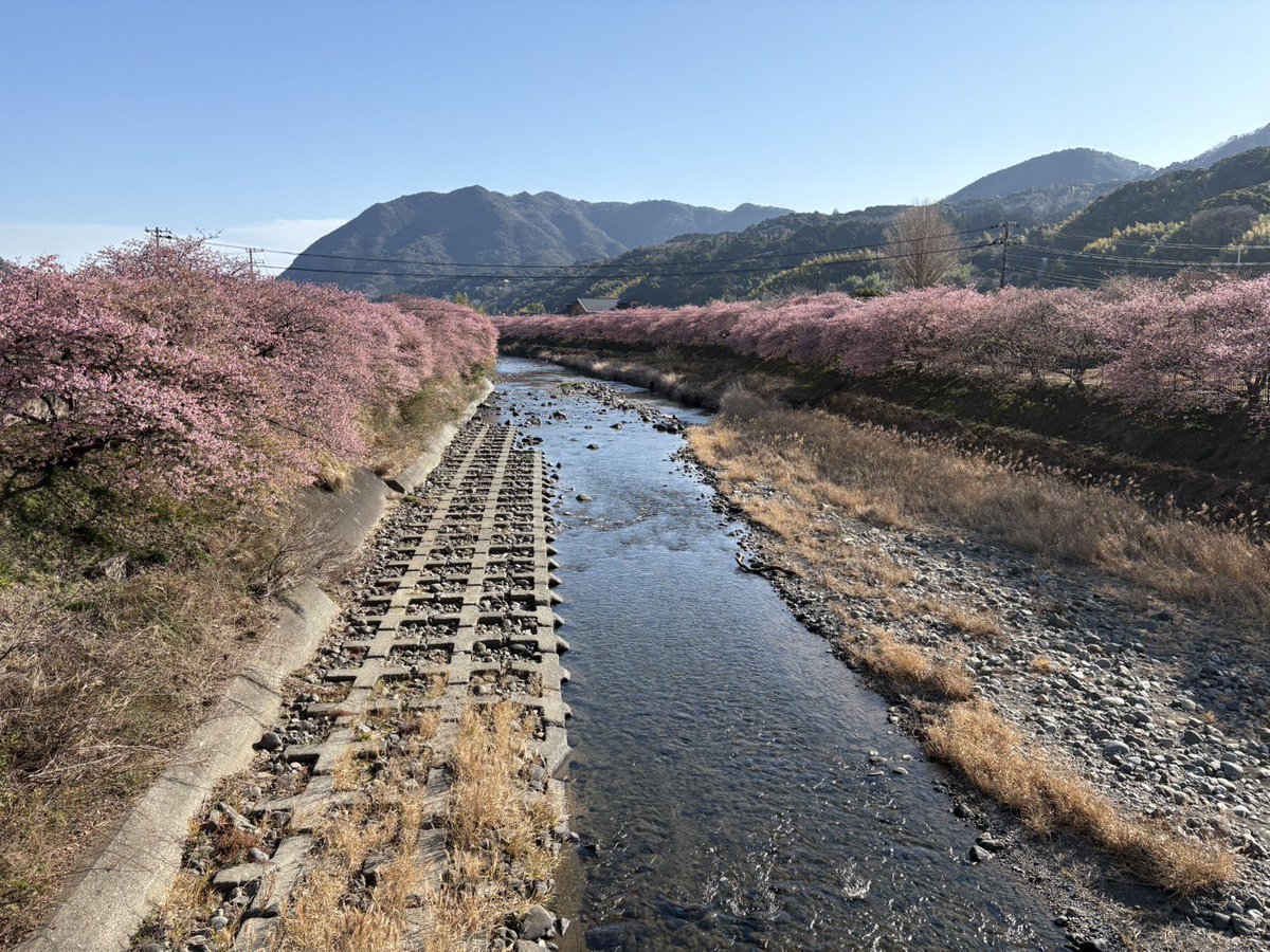 Tsukitomi_Farm's tweet photo. また、当園のネーブルオレンジは河津町・観光交流館、���伊豆町・道の駅湯の花にも出品しています♩
どちらも3月初旬まで桜まつりが行われています🌸

今年は暖かな冬の影響で開花が早く、そろそろ満開を迎えそうです。
観光にいらした際はぜひお立ち寄りください。 https://t.co/FsNMRan32d